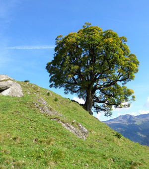 ddos在线攻击测试网站